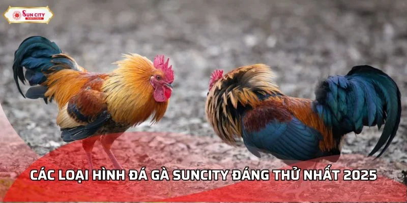 Liệt kê các loại hình đá gà đáng thử nhất Siuncity 2025
