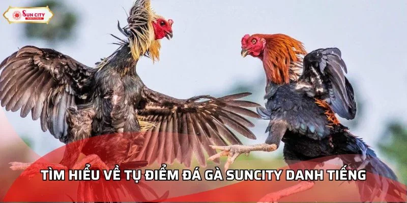 Tìm hiểu sơ lược về tụ điểm đá gà Suncity danh tiếng