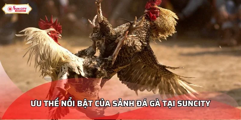 Ưu thế nổi bật của sảnh đá gà đẳng cấp tại Suncity